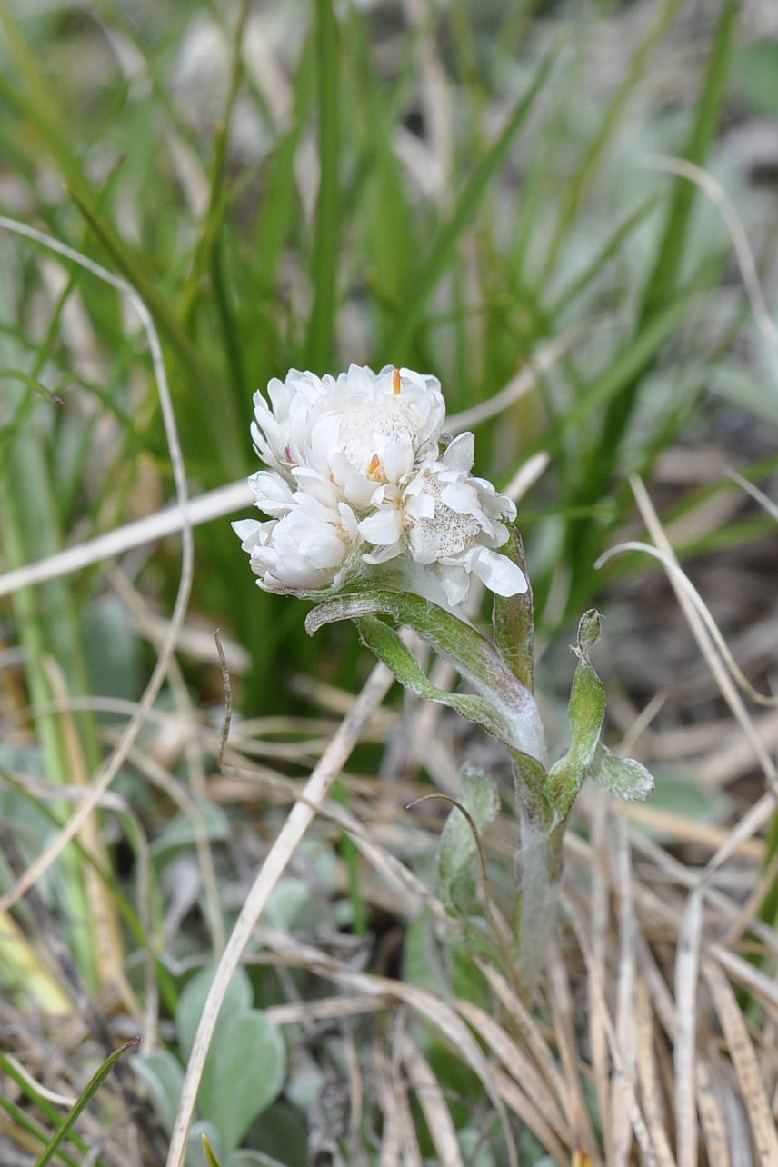 Image of Antennaria caucasica specimen.