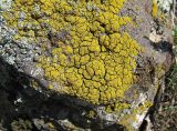 Candelariella coralliza