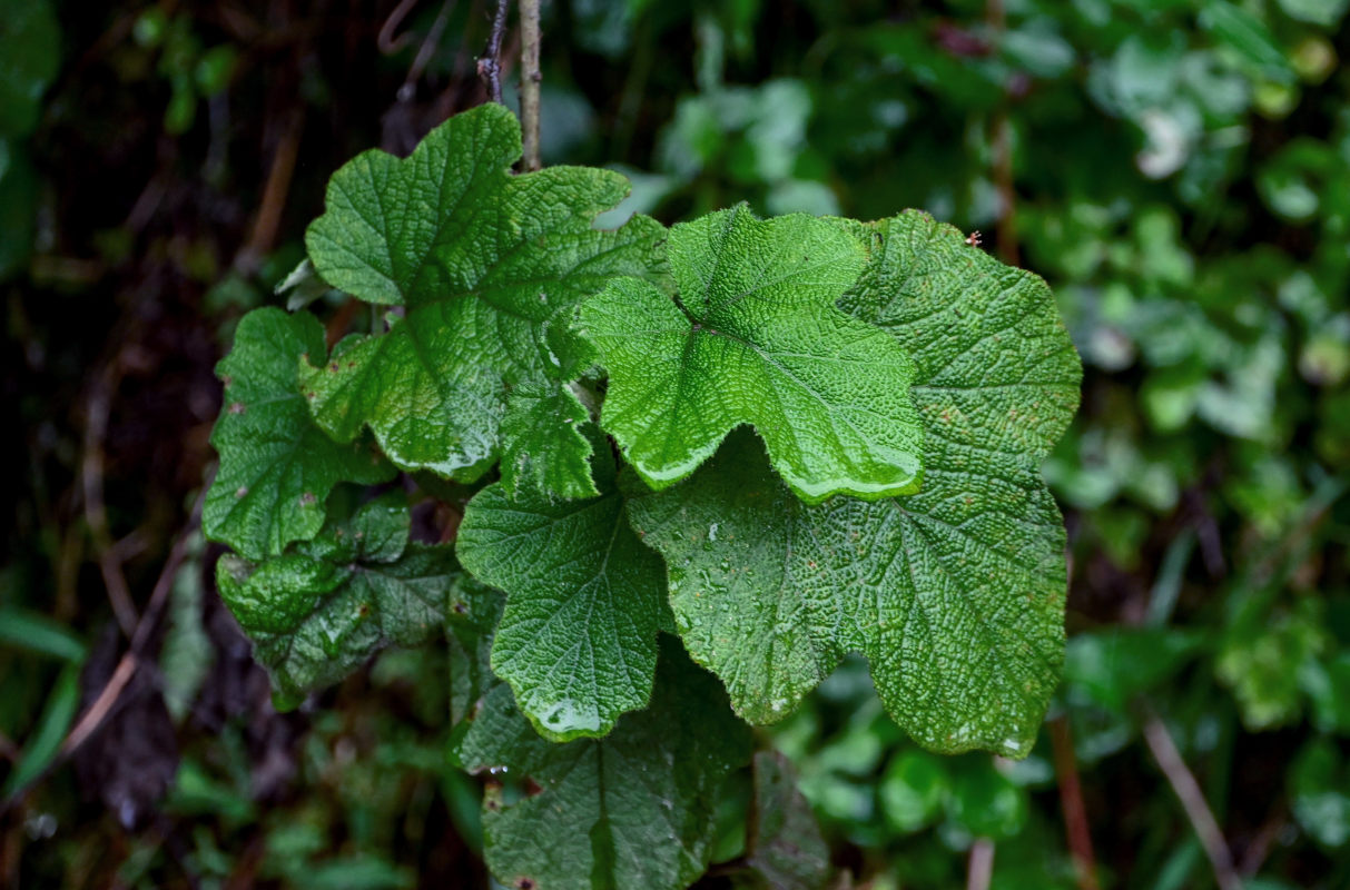 Image of Rubus formosensis specimen.