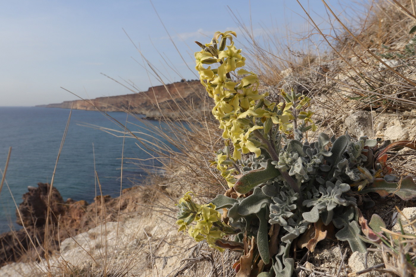 Image of Matthiola odoratissima specimen.