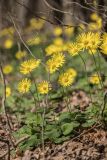 Doronicum orientale