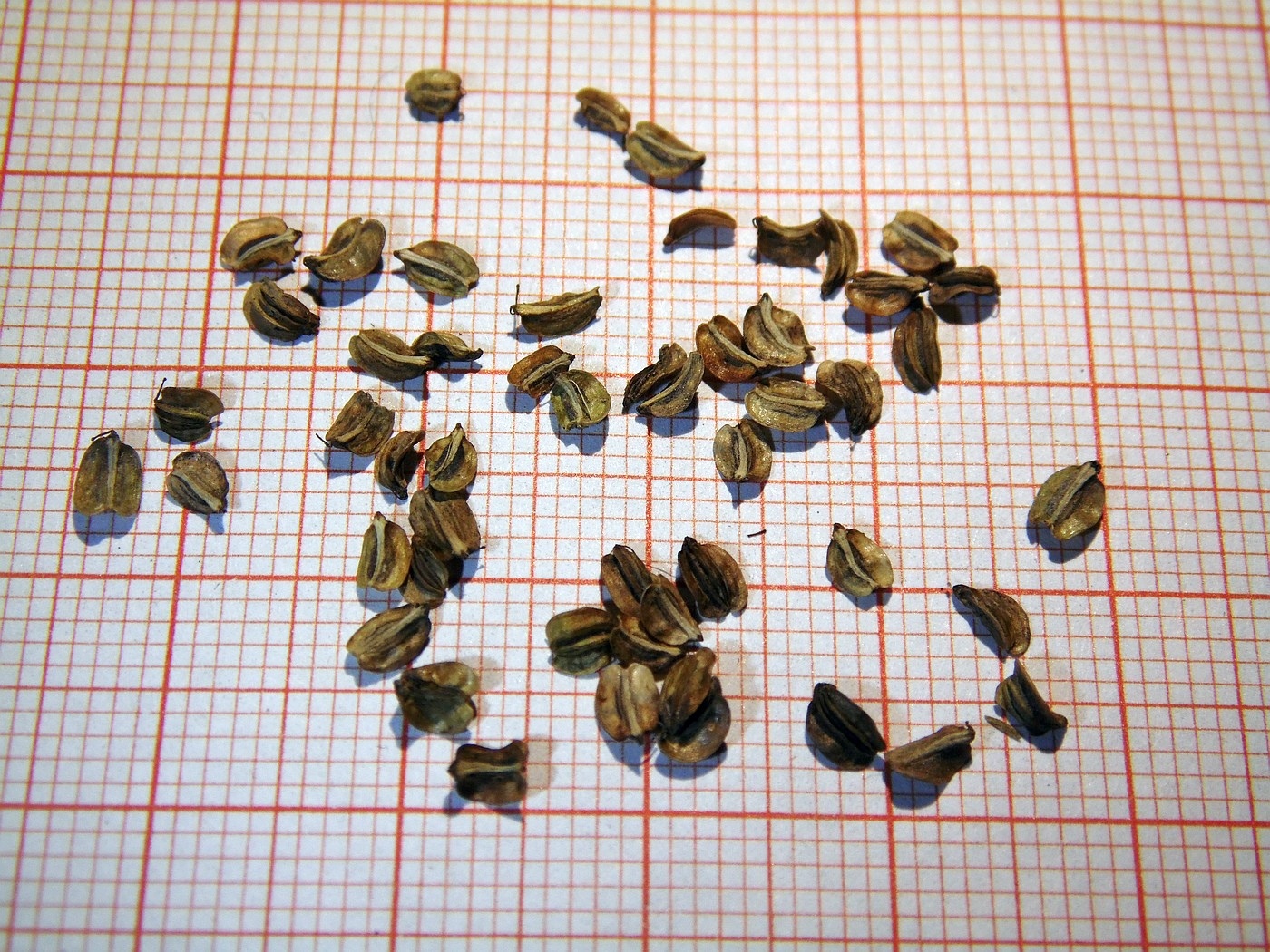 Image of Selinum carvifolia specimen.