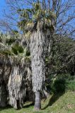 Washingtonia filifera. Вегетирующее растение. Краснодарский край, Сочи, Хостинский р-н, парк \"Дендрарий\", в культуре. 13.03.2025.