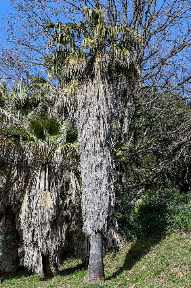 Изображение особи Washingtonia filifera.