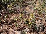Trigonella strangulata