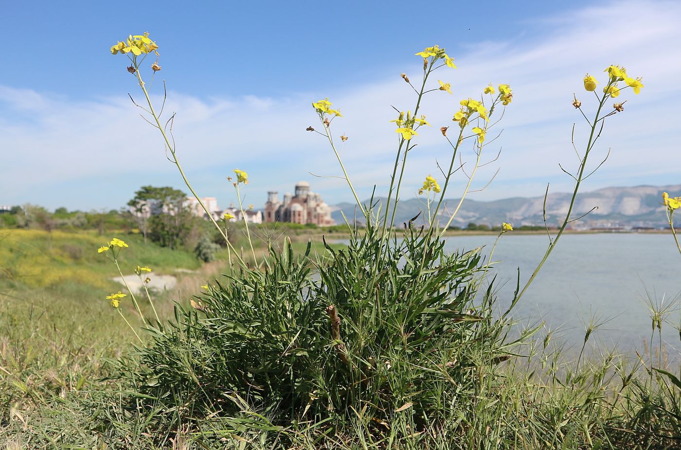 Изображение особи Diplotaxis tenuifolia.