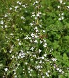 Serissa japonica