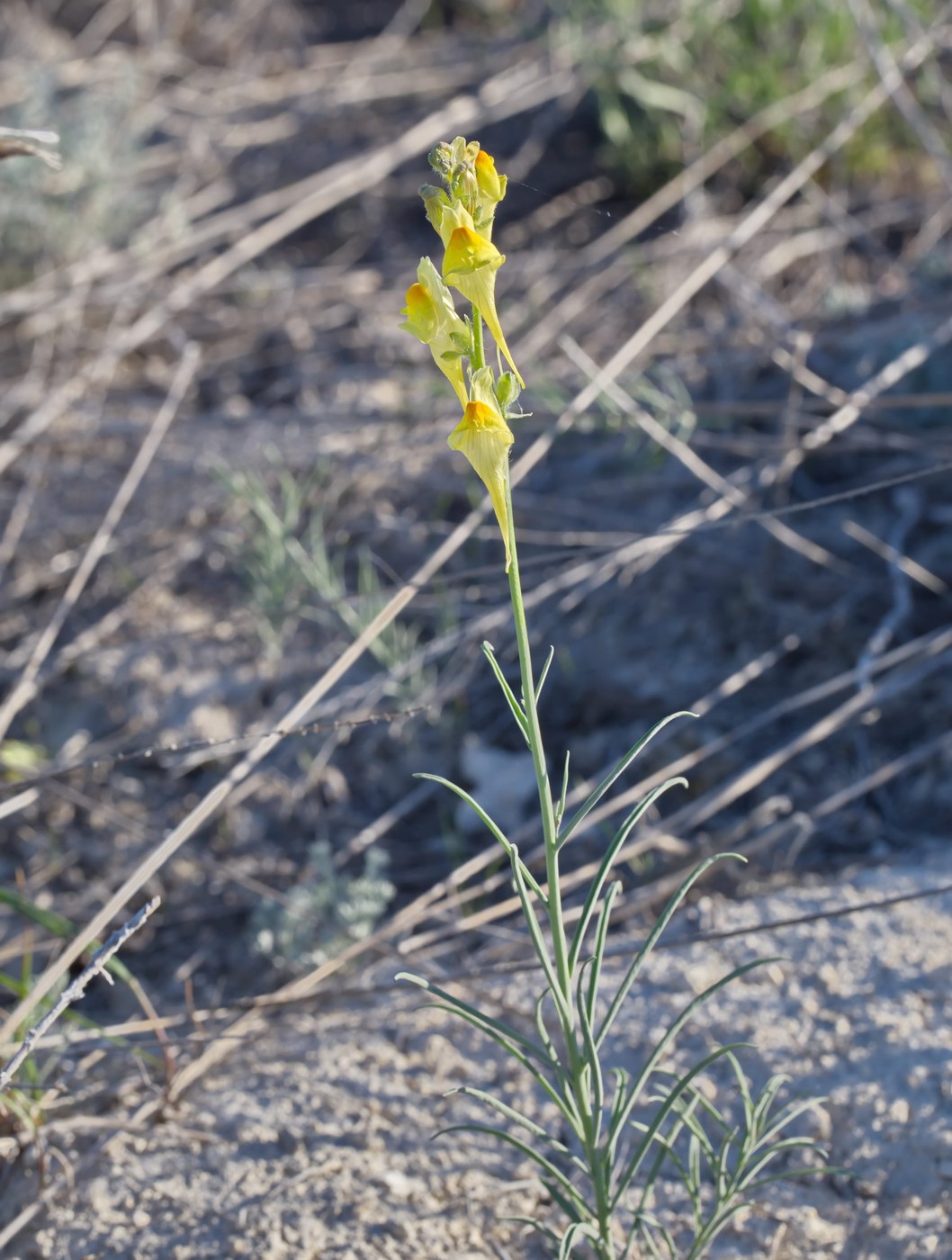 Изображение особи род Linaria.