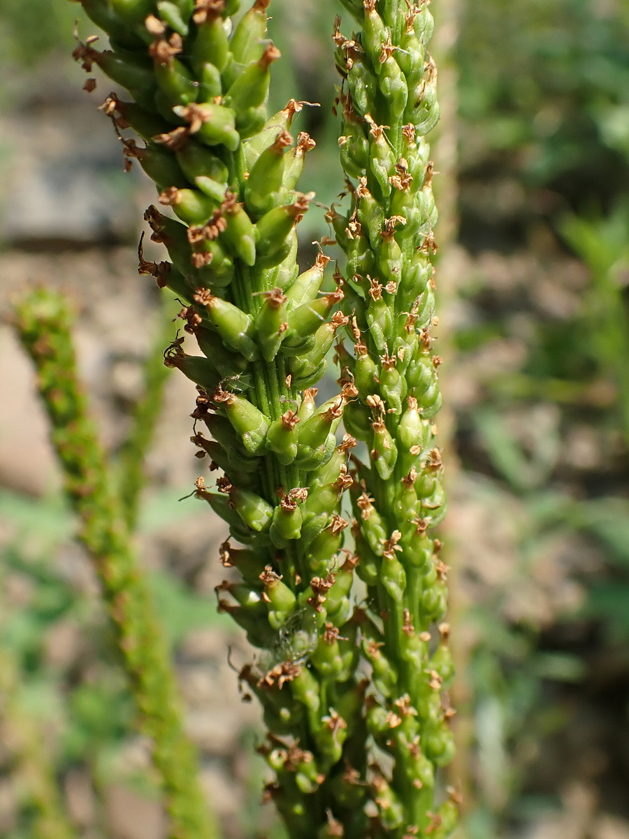 Изображение особи Plantago depressa.