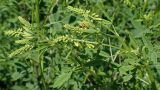 Melilotus officinalis. Верхушки растений с бутонизирующими соцветиями. Хабаровский край, г. Комсомольск-на-Амуре, пустырь. 22.06.2025.