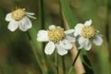 Achillea ptarmica. Соцветие-корзинка. Санкт-Петербург, Старый Петергоф, парк \"Сергиевка\", злаково-разнотравный луг. 27.07.2025.