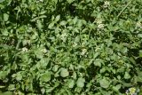 Nasturtium officinale