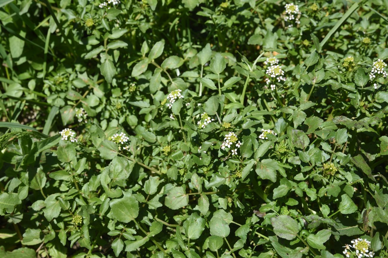 Изображение особи Nasturtium officinale.