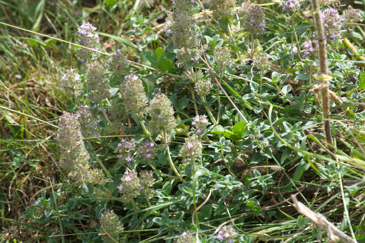 Image of genus Thymus specimen.