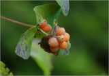 Lonicera caprifolium. Соплодие с созревшими плодами. Московская обл., Раменский р-н, окр. дер. Хрипань, садовый участок. 11.07.2025.