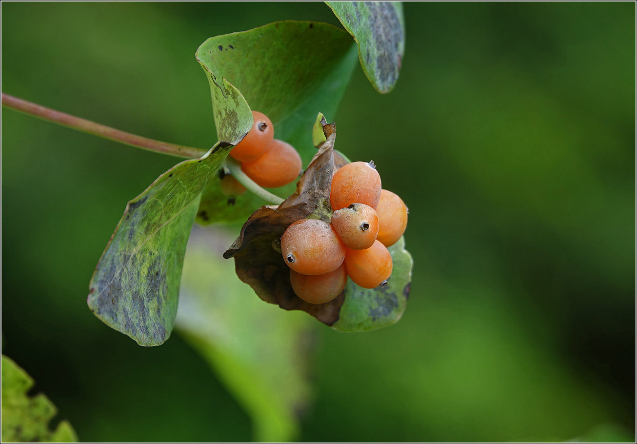 Image of Lonicera caprifolium specimen.