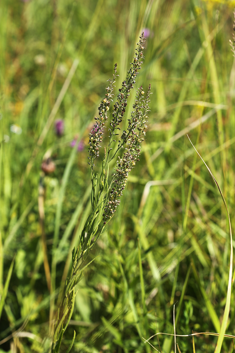 Изображение особи Veronica linariifolia.