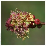 Poterium sanguisorba. Соцветие. Чешская республика, Южная Моравия, национальный природный резерват Děvín-Kotel-Soutěska, 02.05.2008.