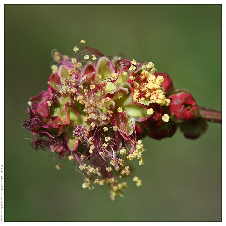 Изображение особи Poterium sanguisorba.