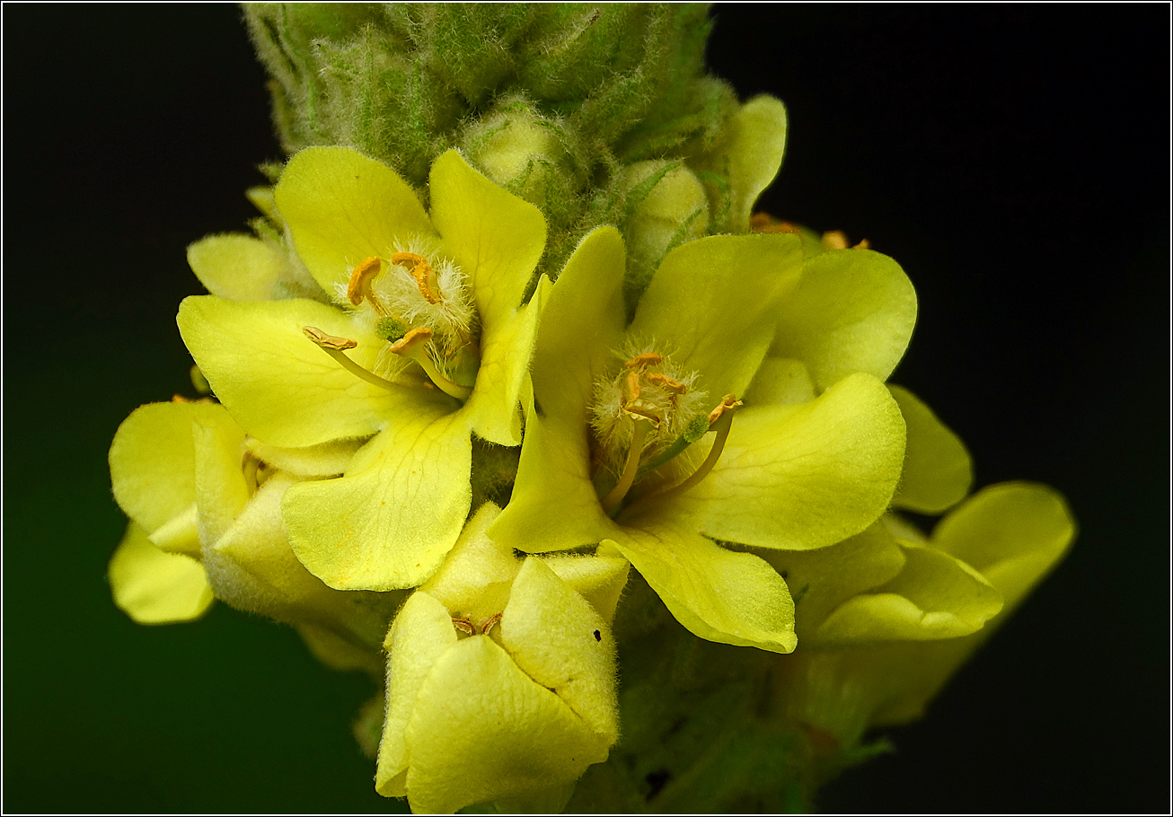 Изображение особи Verbascum thapsus.