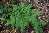 Dryopteris aemula. Спороносящее растение. Португалия, о-в Мадейра, национальный парк \"Фанал\", ≈ 1300 м н.у.м., лавровый лес. 21.08.2025.