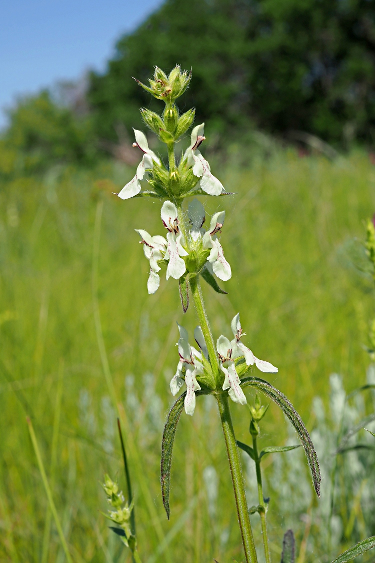 Image of Stachys recta specimen.