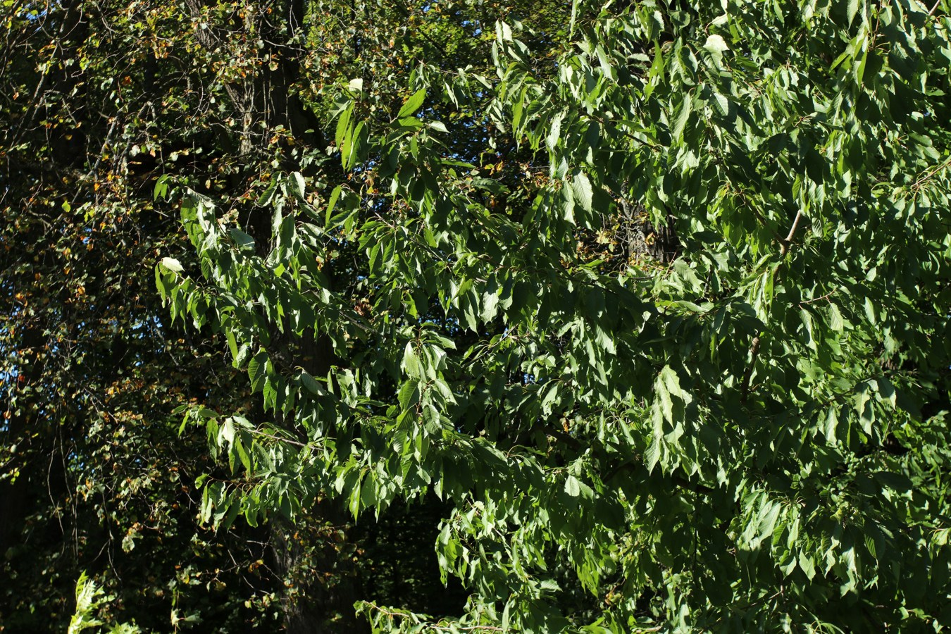 Изображение особи Cerasus avium.