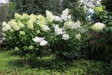 Hydrangea paniculata. Цветущие растения. Беларусь, г. Витебск, ул. Путна, двор дома №9, палисадник. 07.08.2025.