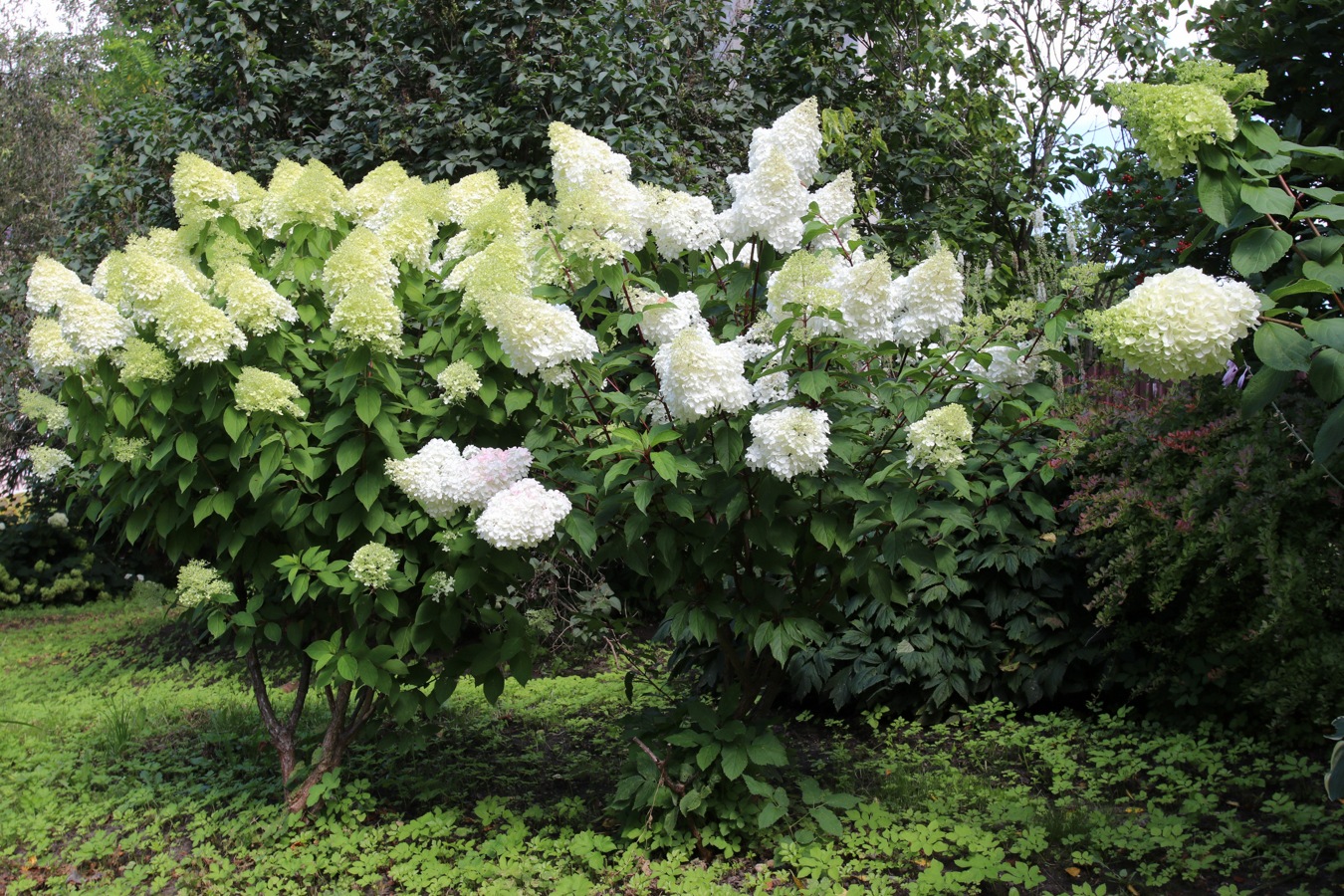 Image of Hydrangea paniculata specimen.