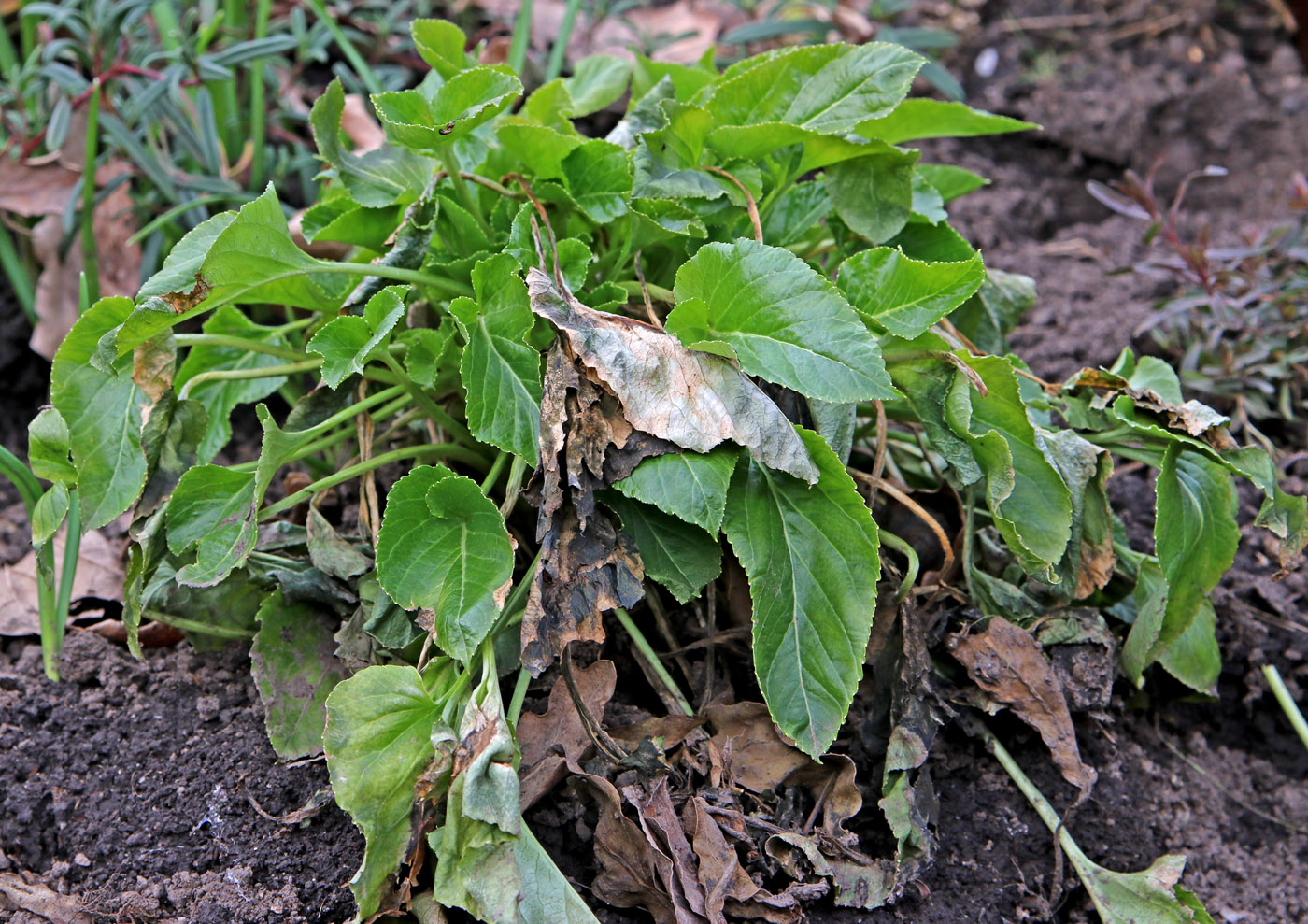 Изображение особи Campanula pyramidalis.