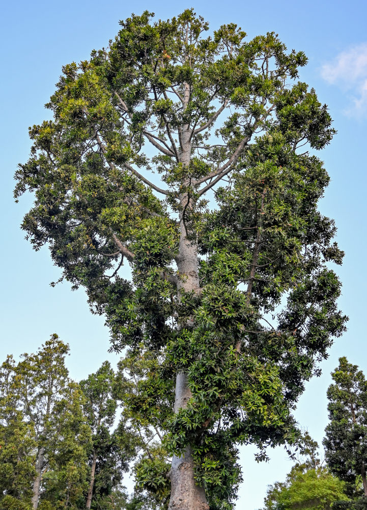 Image of Agathis robusta specimen.