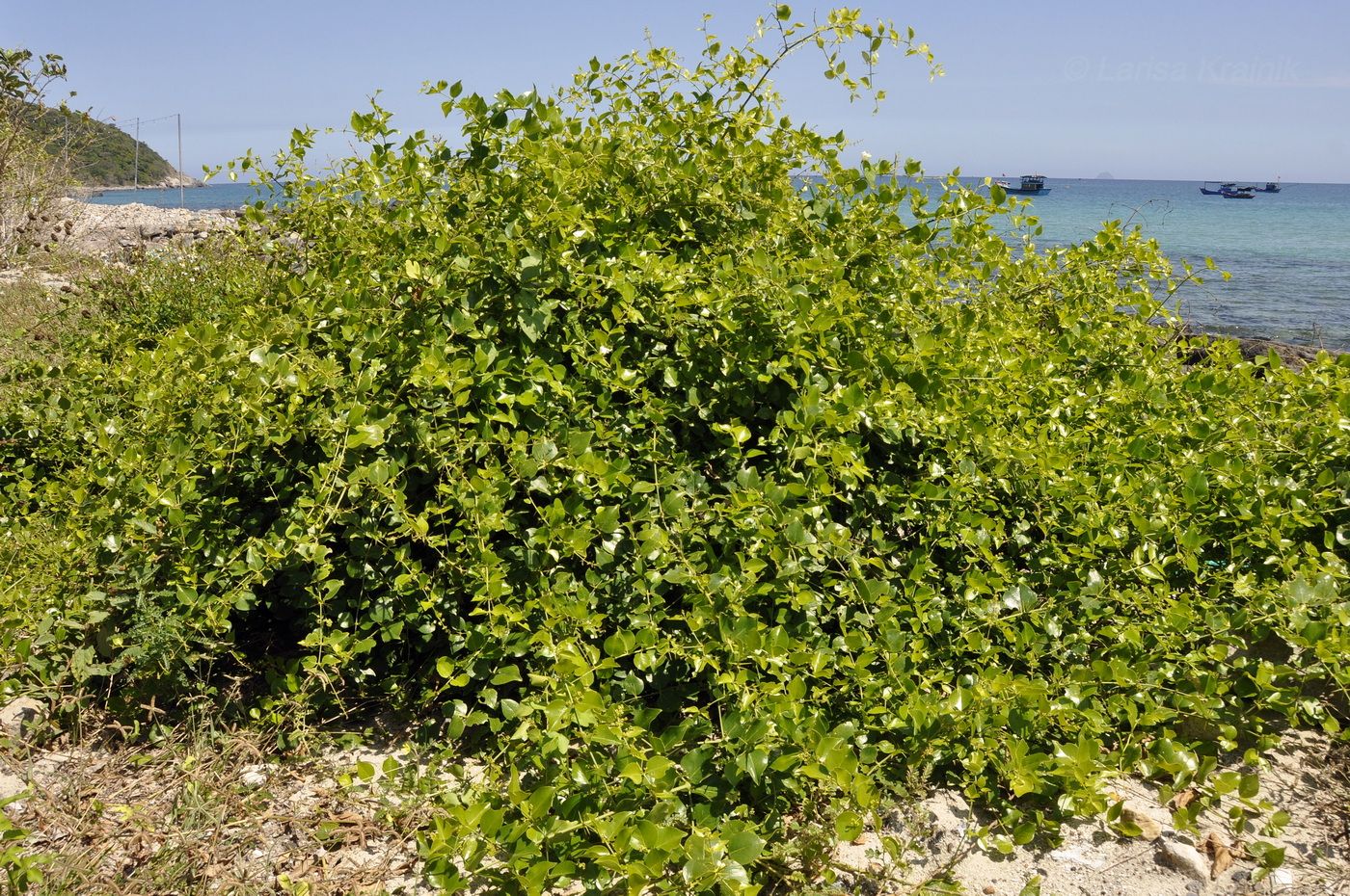 Image of Azima sarmentosa specimen.