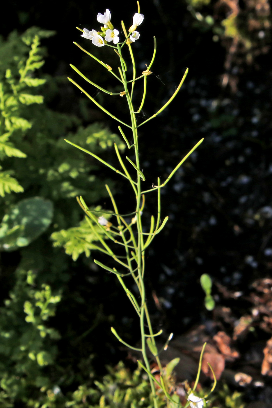 Image of Arabidopsis arenosa specimen.