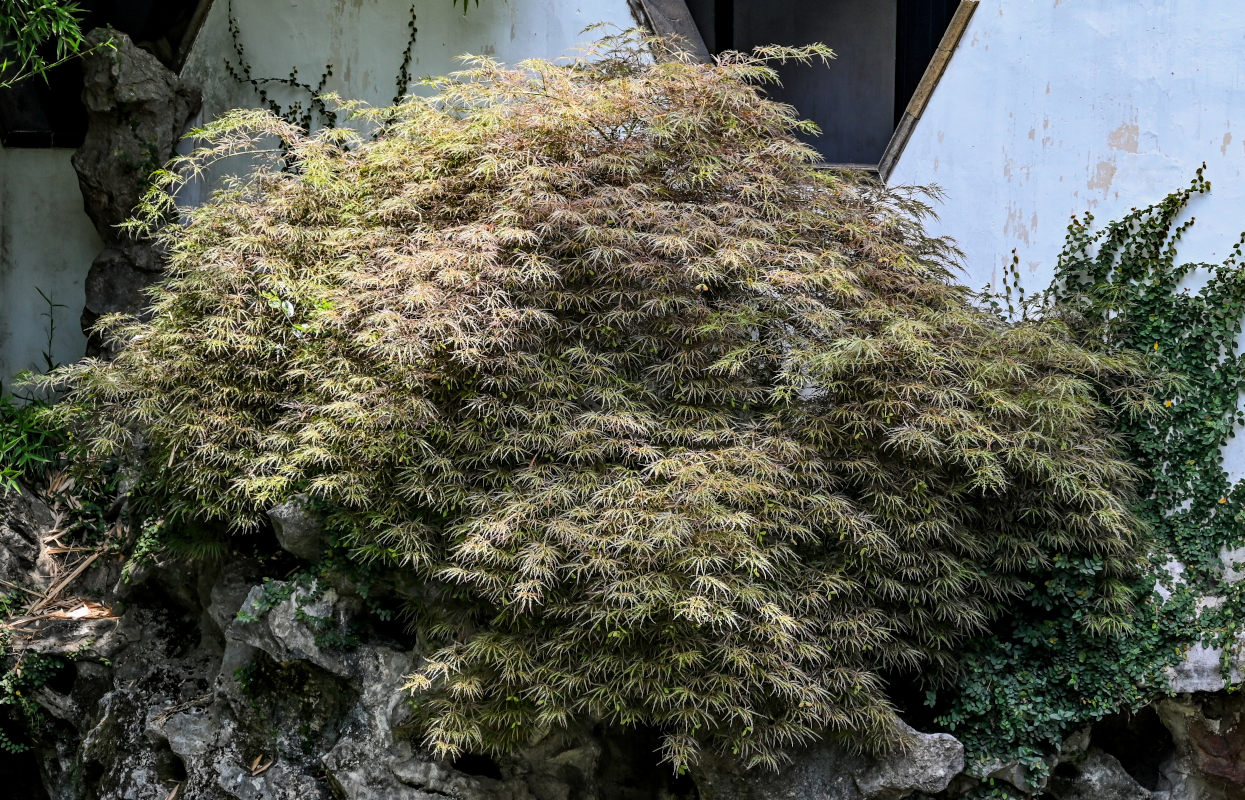 Изображение особи Acer palmatum.