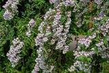 Deutzia scabra. Верхушки ветвей с соцветиями. Калининградская обл., г. Калининград, в культуре. 29.06.2025.