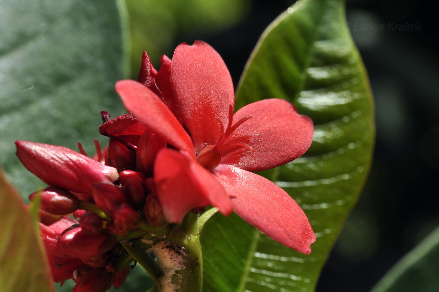 Изображение особи Jatropha integerrima.
