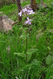 Hesperis steveniana. Цветущее растение. Южный Берег Крыма, гора Аю-Даг. 19 апреля 2011 г.