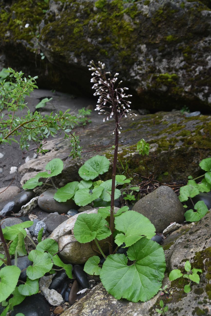 Image of Petasites albus specimen.