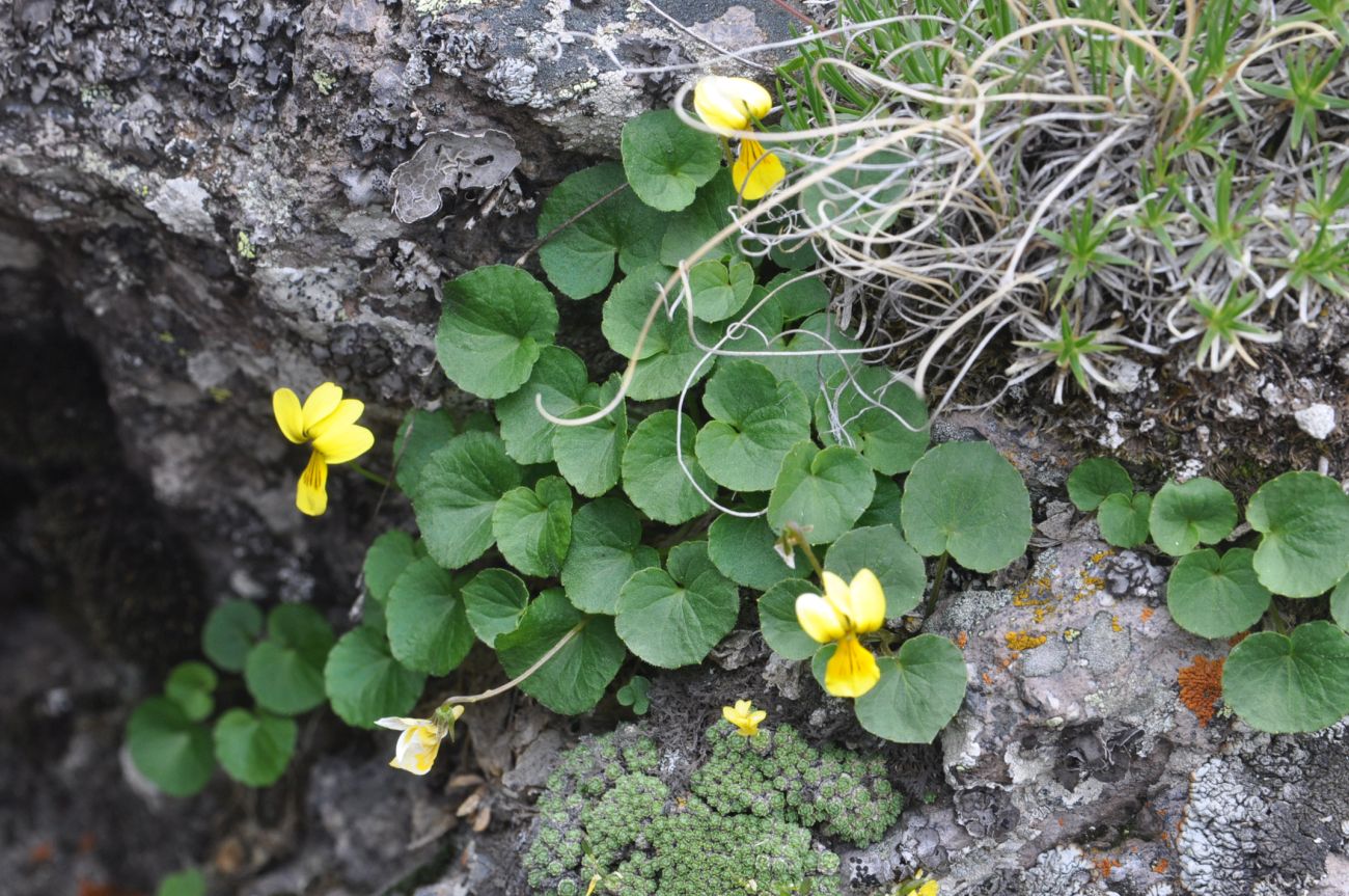 Изображение особи Viola caucasica.