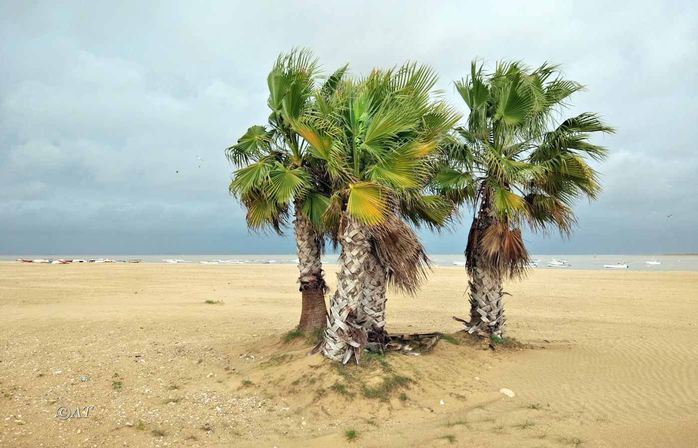 Image of familia Arecaceae specimen.