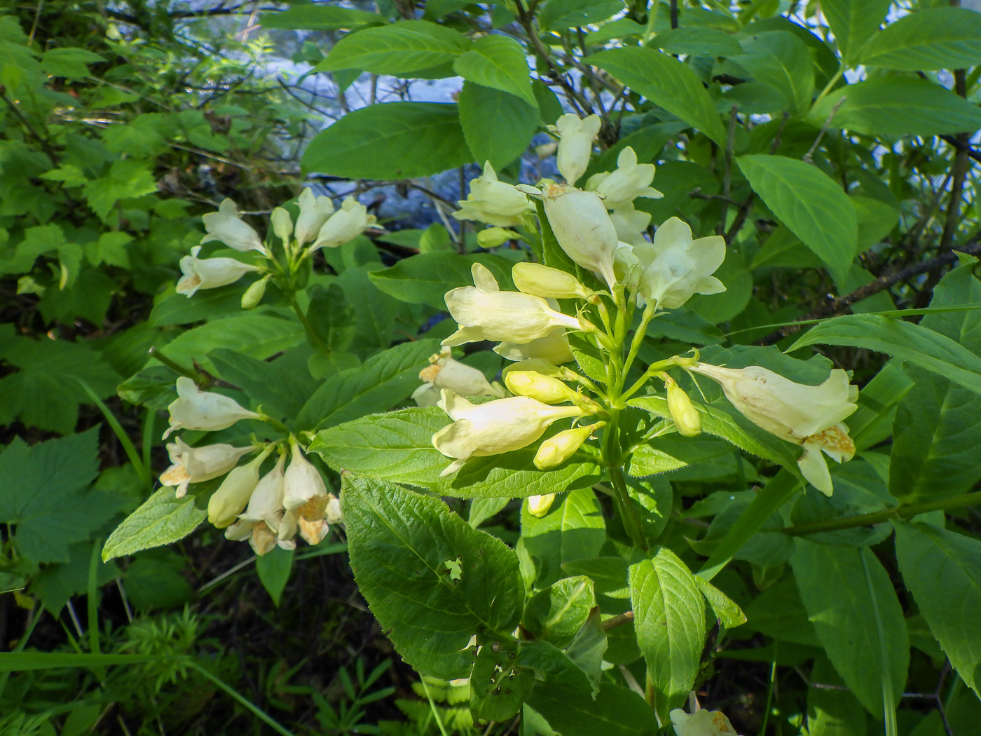 Изображение особи Weigela middendorffiana.