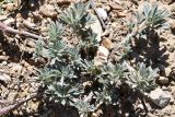 Astragalus dolichocarpus. Листья. Киргизия, Баткенская обл., Лейлекский р-н, Туркестанский хр., горы Гальчабаши, выс. ≈ 1600 м н.у.м., щебнистый чехол накрывающий пестроцветы. 4 мая 2025 г.