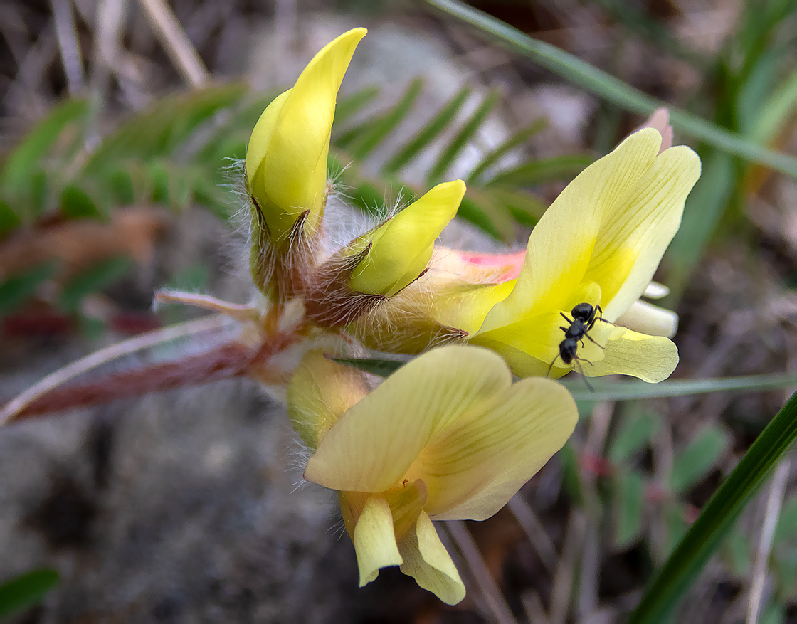 Image of Astragalus utriger specimen.