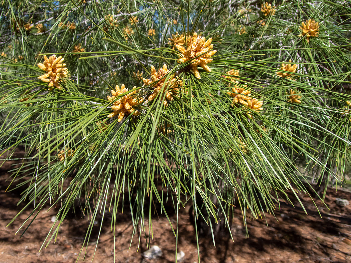 Изображение особи Pinus pityusa.