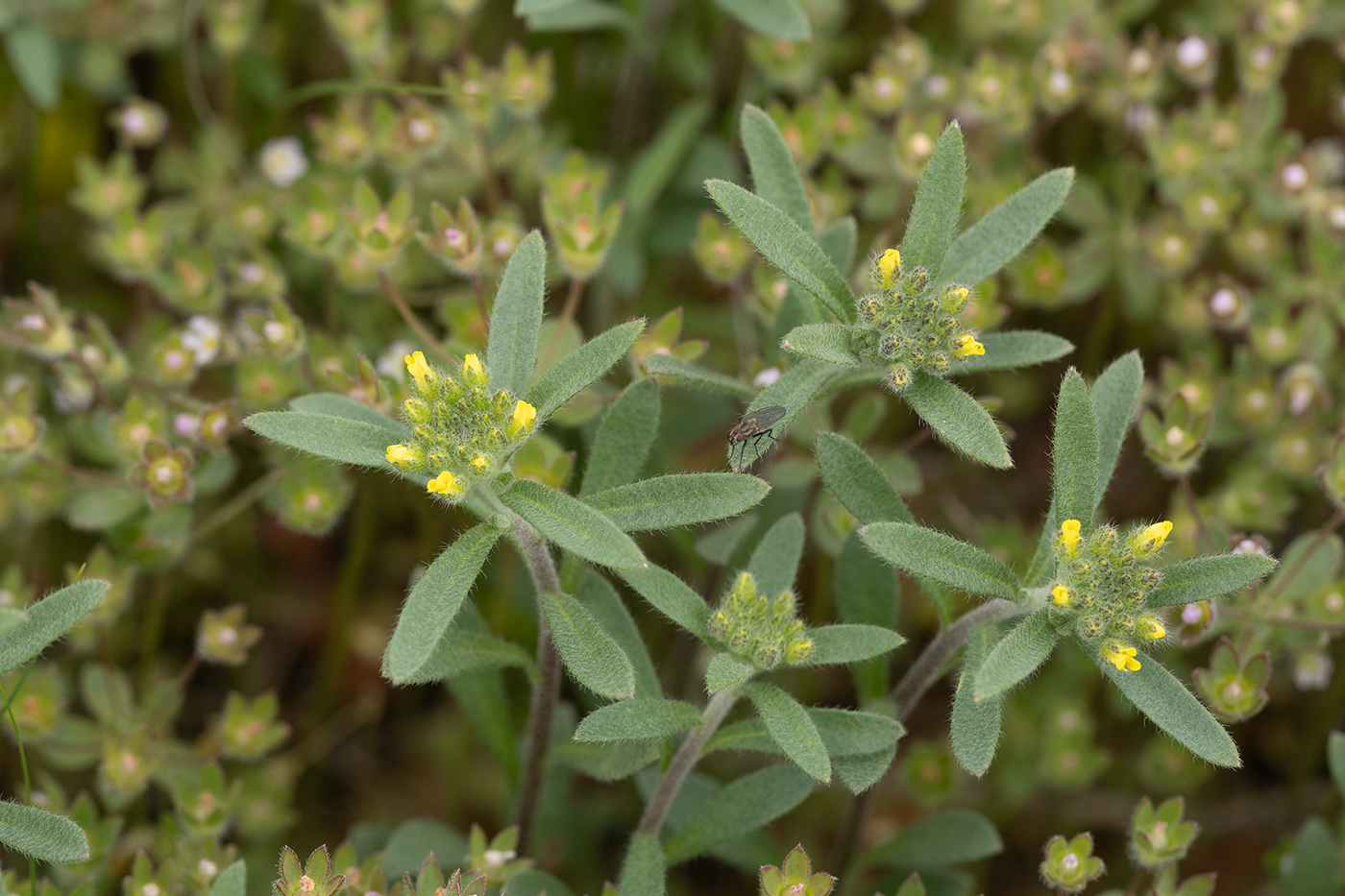 Image of Alyssum turkestanicum var. desertorum specimen.