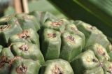 Pandanus tectorius. Часть зреющего плода. Вьетнам, пров. Кханьхоа, южные окр. г. Нячанг, пляж Бай Дай (Бай Зай), прибрежная дюна. 20.02.2026.