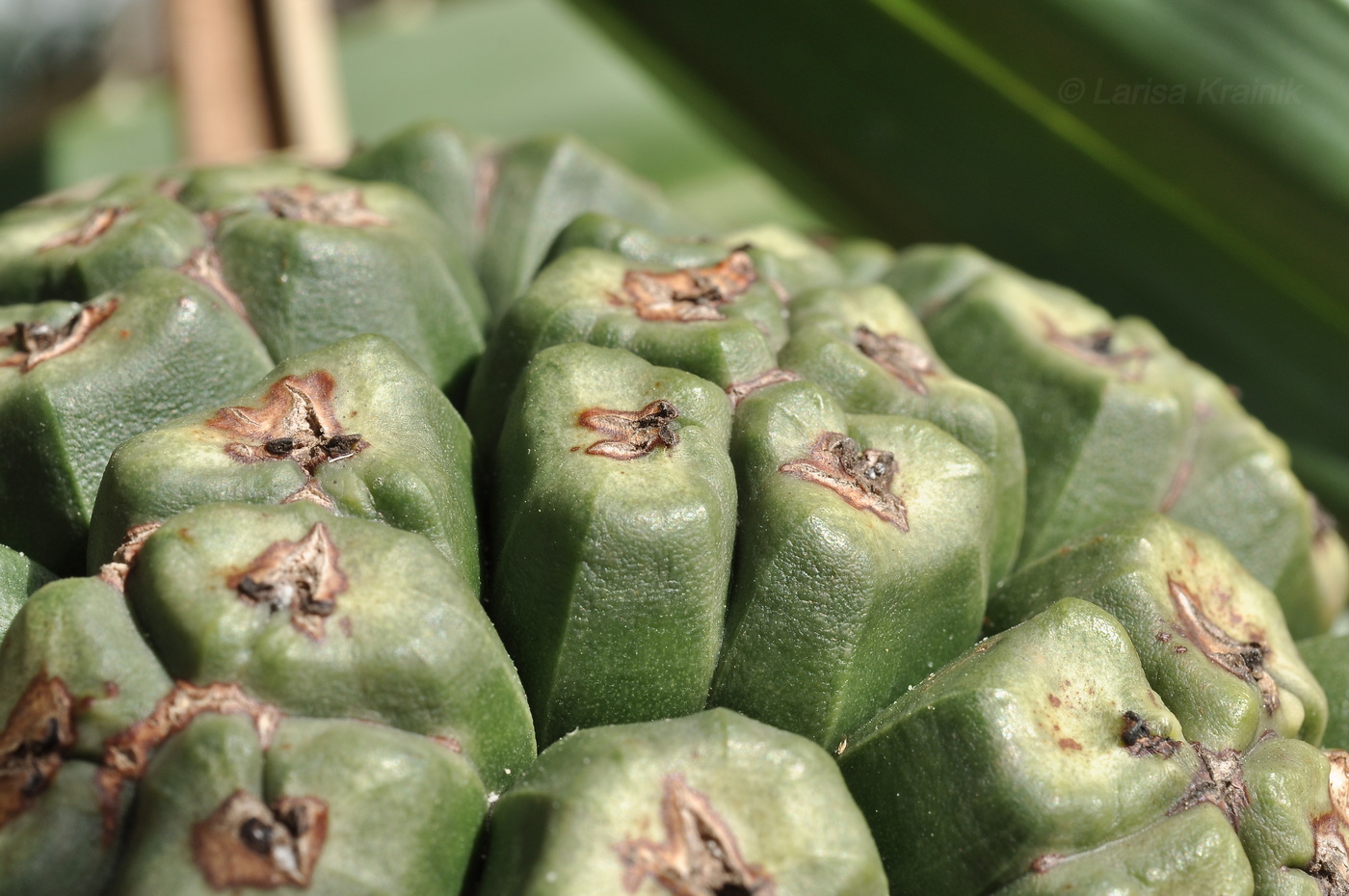Image of Pandanus tectorius specimen.