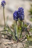 род Muscari