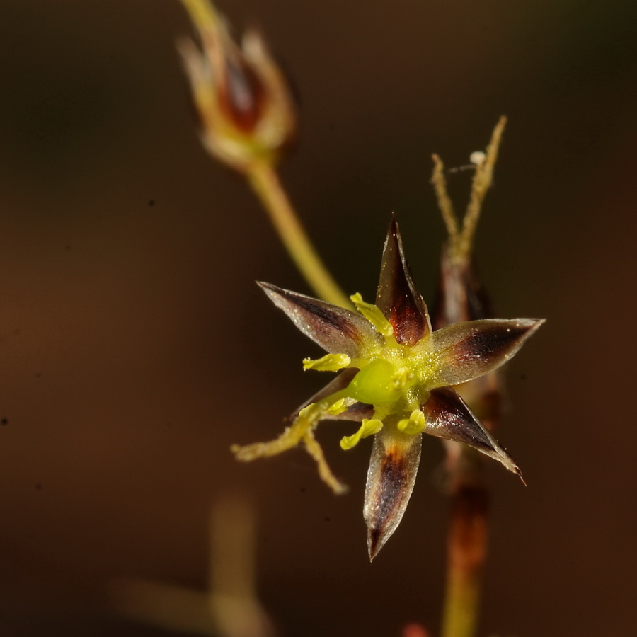 Image of Luzula pilosa specimen.