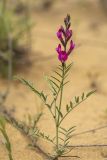 Astragalus barbidens. Верхушка побега с соцветием. Дагестан, Кумторкалинский р-н, бархан Сарыкум, пески. 28.04.2026.